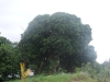 longani jardin